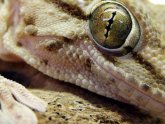Best pet lizards for handling