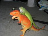Best Reptiles to have as pets
