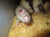 Best small Reptiles pets