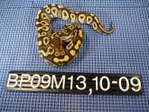 Best snakes to have as a pet