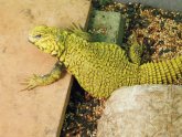 Best type of lizards for a pet