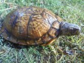 Box Turtles sale