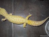 Cheap geckos for sale