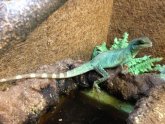 Chinese water Dragon for sale