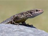 Common lizards pets