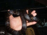 Desert King Snake for sale
