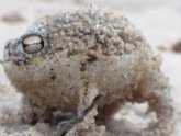 Desert rain Frog pet