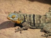 Easy lizards to keep