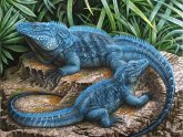 Exotic Iguanas