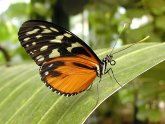 Exotic insects for sale