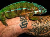 Exotic Reptiles for sale
