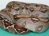 Exotic Reptiles for sale Online