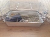 Exotics pets for sale