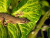 Geckos for pets