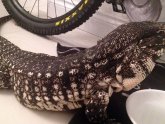 Giant pet lizard