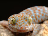 Good lizards to have as pets