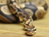 Good pet Snake for Beginners