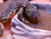 Green Lizards for sale