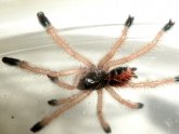 Live tarantulas for sale