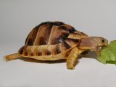 Miniature Tortoise for sale