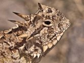 Pet desert lizards