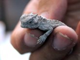 Pet stores that sell Reptiles