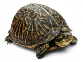 Pet turtles for Kids
