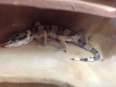 Petco geckos