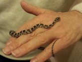 Pets corn snakes for sale