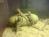 Pygmy Bearded Dragon for sale