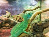 Reptile stores in Colorado