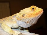 Reptile Supply Store