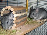 Small low maintenance pets