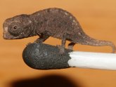 Tiny Chameleon for sale