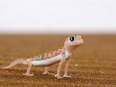 Top 10 Lizards