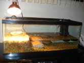 Turtle PetSmart