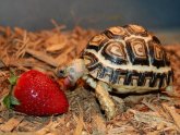 Turtles and tortoises for sale