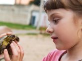 Turtles as pets for Kids