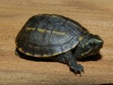 Turtles for sale in Houston