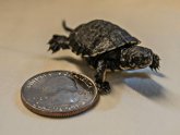 Where can you buy baby turtles?