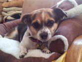 Where is a Pet store near me?