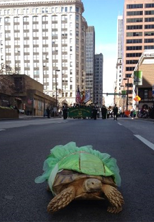 turtle in a dress in a parade