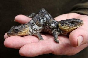 Two-Headed Bobtail Lizard