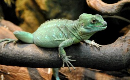 Pet geckos types