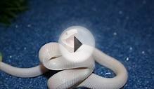 10 Beautiful Snakes