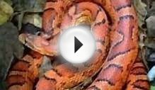 10 Good beginner pet snakes