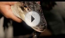 9 Cool Facts about Alligators | Pet Reptiles