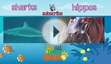 ALLIGATORS | Animals for children. Kids videos