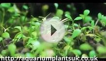 Aquatic Plants Uk Online - Fish Tanks For Sale - Help