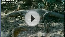 Asian water monitor lizards at carcass - feeding and competing